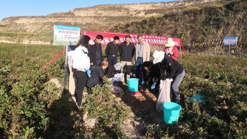 旱农所在安定区和静宁县开展“高标准农田耕地熟化技术研究与模式集成示范”项目现场观摩与测产会