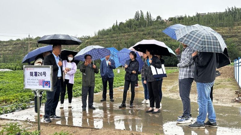 联合国粮食计划署中国办公室官员到马铃薯所榆中试验站检查富锌项目进展