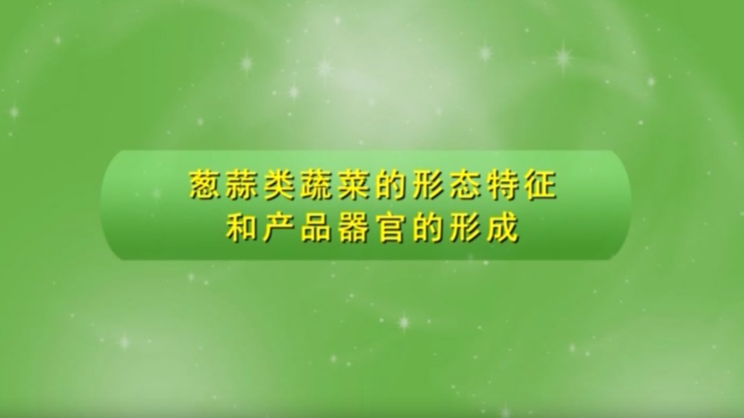 葱蒜类蔬菜的形态特征和产品器官的形成