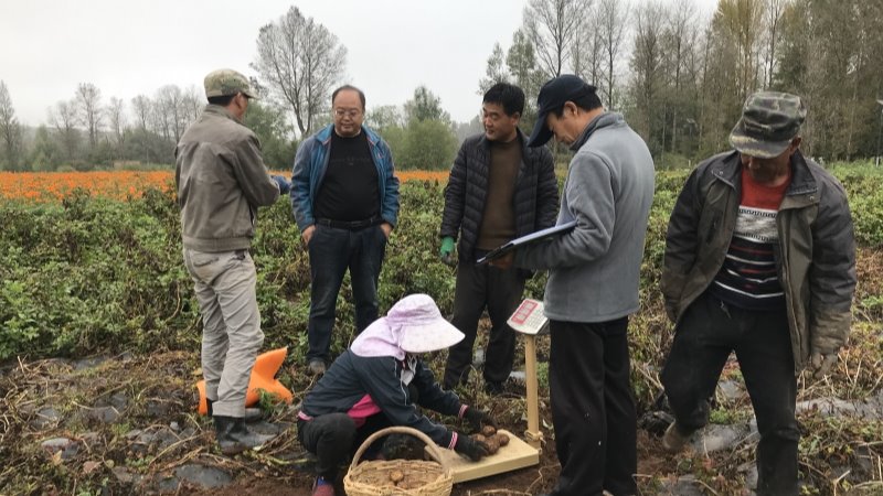 马铃薯所马铃薯产业绿色发展助力甘肃渭源专家基层服务团助力甘肃渭源乡村振兴成效显著