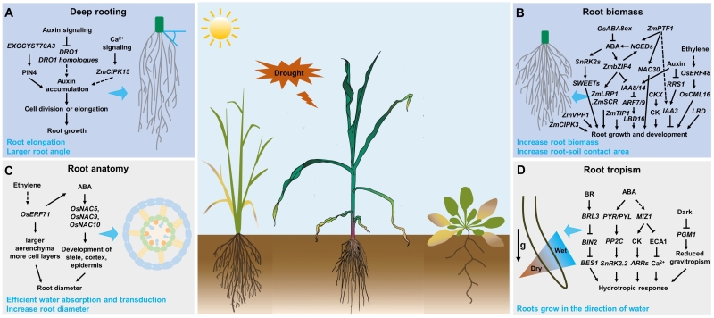 我院作物研究所科研人员在《Journal of Genetics and Genomics》上发表综述性论文