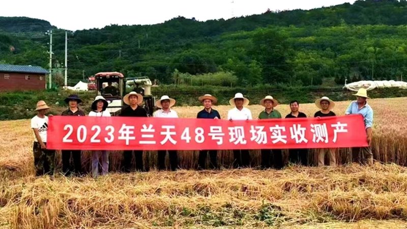 藏粮于技！兰天系列小麦品种获高产