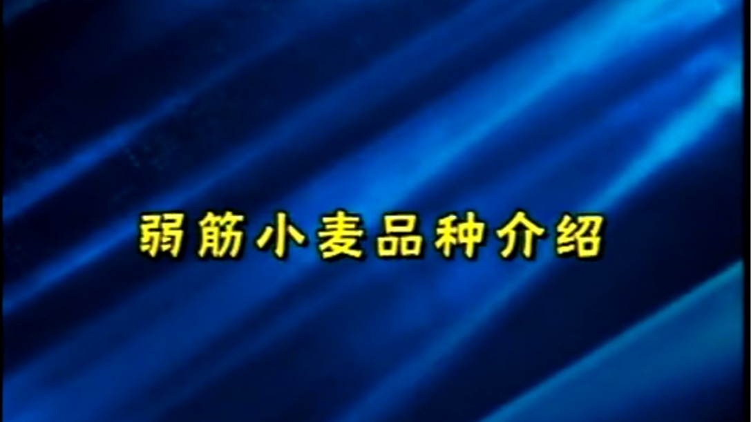 弱筋小麦品种介绍