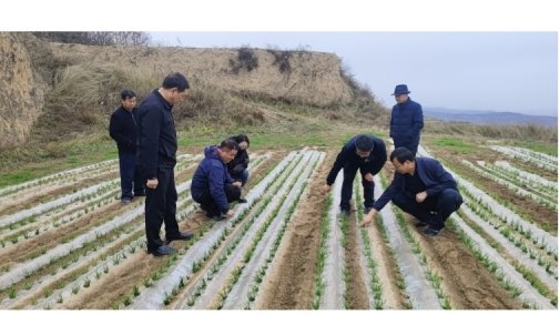 我院小麦研究所科技专家赴陇东南开展冬小麦苗情调查活动