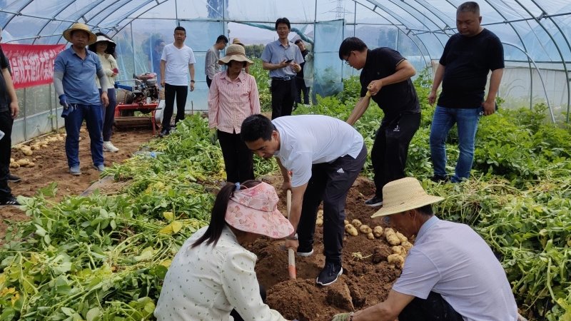 国家重点研发计划“东乡县马铃薯产业绿色高效关键技集成与示范”项目举行测产观摩活动