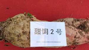 4887香港铁算资料4887