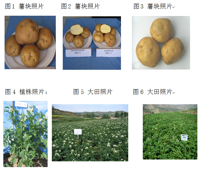 省科技进步一等奖陇薯6号简介