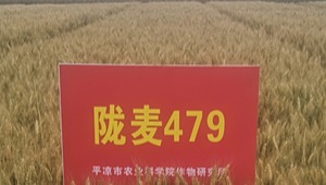 4887香港铁算资料4887