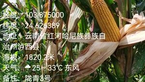 4887香港铁算资料4887