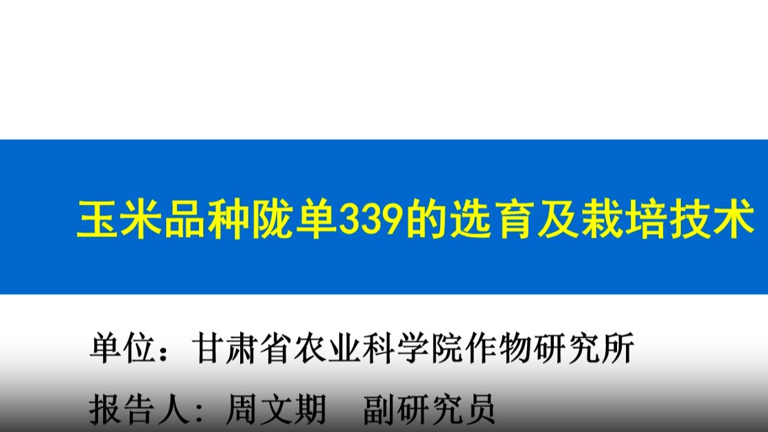 王米品种陇单339的选育及栽培技术