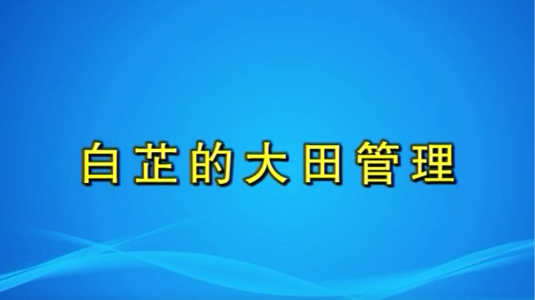 白芷的大田管理